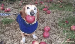 🌟 狗, 腊肠犬, 苹果, 动物, 水果, 宠物 telegram sticker