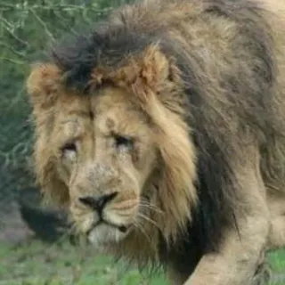 😔 leão, animal, mamífero, vida selvagem, triste telegram sticker