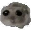🐹