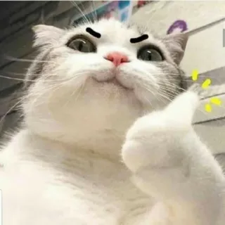 👍 Katze, Aufkleber, Daumen hoch, Tier, Meme, lustig, süß telegram sticker
