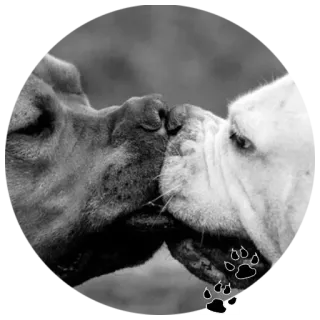 🐶 собаки, поцелуи, черно-белое, животные, питомцы telegram sticker