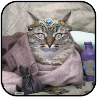 👑 chat, couronne, pièces, animal de compagnie, animal, royal, drôle whatsapp sticker
