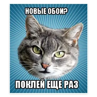 😱 НОВЫЕ ОБОИ?
ПОКЛЕЙ ЕЩЕ РАЗ gato, meme, gracioso, animal, broma telegram sticker