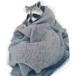🛌 Waschbär, Tier, Decke, niedlich, Säugetier, kuschelig, Wildtier telegram sticker