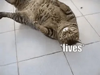 😺 *lives* kat, humor, meme, dier telegram sticker