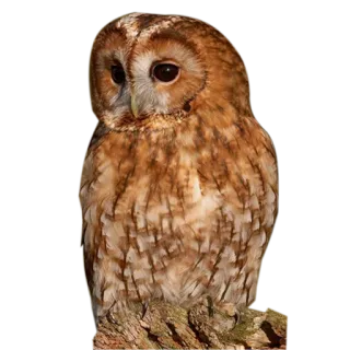 👩 owl, bird, wildlife, nature telegram sticker