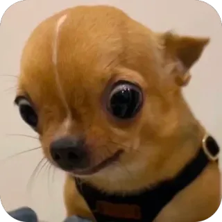 🫥 hond, chihuahua, dier, huisdier, schattig, kleine hond telegram sticker