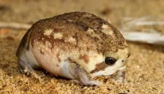 😩 grenouille, animal, grenouille du désert, mignon, amphibien whatsapp sticker