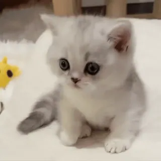 😃 kitten, cat, cute, pet, domestic animal, feline, animal whatsapp sticker