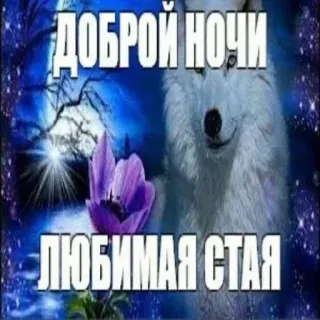 💤 ДОБРОЙ НОЧИ
ЛЮБИМАЯ СТАЯ gute nacht, wolf, blume, mond, sterne telegram sticker
