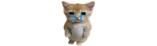🌟 cat, kitten, crying, sad, tears, emoji whatsapp sticker