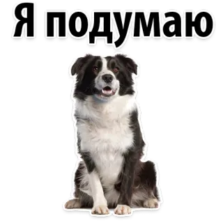 😋 Я подумаю dog, border collie, thinking, russian text, animal, pet telegram sticker