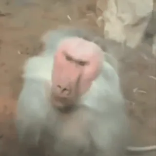 😶 babuíno, macaco, animal, vida selvagem, primate, zoo, natureza whatsapp sticker