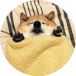 😴 강아지, 시바견, 자는, 동물, 귀여운 telegram sticker