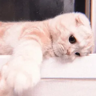 😔 cat, pet, animal, cute, kitten telegram sticker