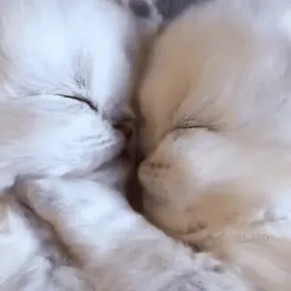 💗 猫, 可爱, 动物, 睡觉, 白色 telegram sticker