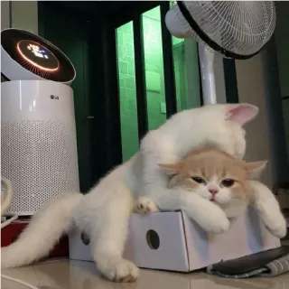 😽 cats, animals, cute, pets, felines, domestic animals telegram sticker