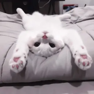 🐈 kot, kociak, zwierzę domowe, zwierzę, słodki, biały kot telegram sticker