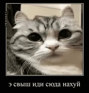 🌟 Э свыш иди сюда нахуй cat, meme, russian, offensive, animal telegram sticker