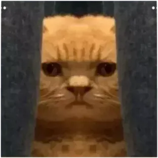 🥳 mèo, động vật, meme, hài hước, thú cưng, dễ thương telegram sticker