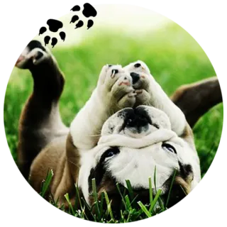 👀 Hund, Bulldogge, Gras, glücklich, niedlich, Tier whatsapp sticker