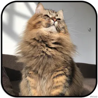 👑 chat, animal de compagnie, animal, mammifère, félin, doux whatsapp sticker