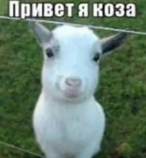 😊 Привет Я коза chèvre, animal, mammifère, animal de ferme, mignon, cabri telegram sticker
