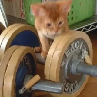 💪 cat, kitten, exercise, weightlifting, fitness, cute telegram sticker