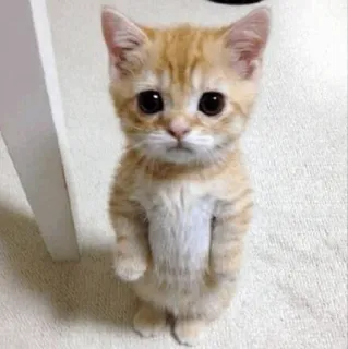 🥺 gattino, gatto, carino, animale, animale domestico, gatto soriano arancione telegram sticker