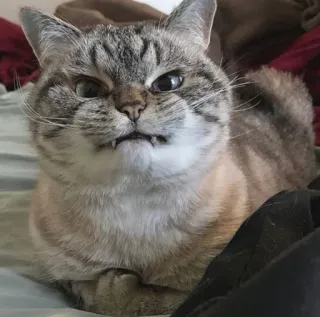 😒 cat, animal, pet, feline, domestic cat, grumpy, cute telegram sticker