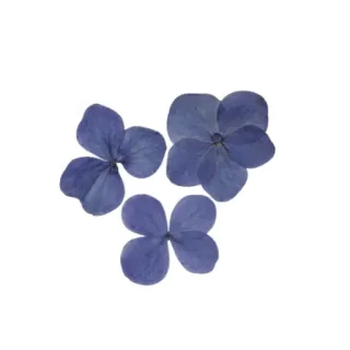 🌸 fiore, ortensia, floreale, blu telegram sticker