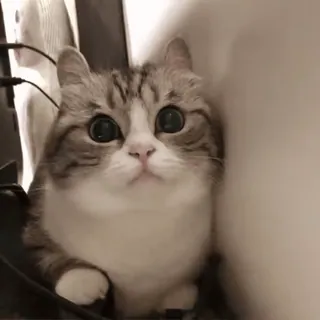 ๐ kucing, imut, binatang, hewan peliharaan, mata besar telegram sticker