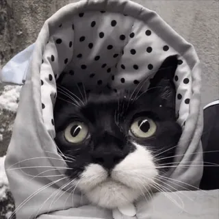 😜 gato, inverno, animal, neve, animal de estimação, capuz, fofo whatsapp sticker