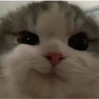 😏 cat, kitten, animal, pet, cute, fluffy telegram sticker