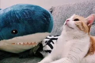 😾 cat, shark, plush toy, pet, animal, cute whatsapp sticker