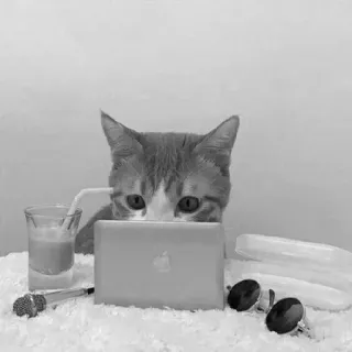 🖇 cat, laptop, sunglasses, microphone, drink, pet, animal telegram sticker