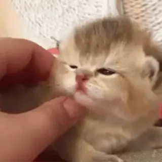 ☺️ chaton, chat, mignon, animal de compagnie, animal, animal domestique telegram sticker