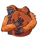 🤗 orangutan, pelukan, kasih sayang, binatang, lucu, persahabatan whatsapp sticker
