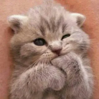 🐱 kociak, kot, słodki, zwierzę, zwierzę domowe, kot domowy, szary kot, Scottish Fold telegram sticker