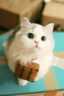 🐾 gato, gatinho, fofo, animal, gato doméstico, animal de estimação, gato branco telegram sticker