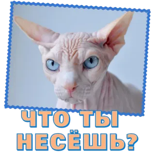☺️ ЧТО ТЫ НЕСЁШЬ? cat, sphinx, funny, russian, meme telegram sticker