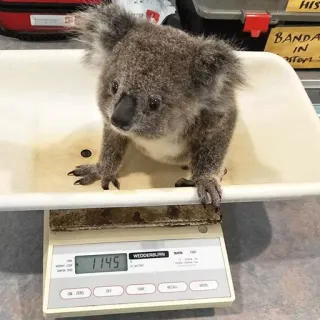 🐨 koala, animal, wildlife, scale, weight, marsupial telegram sticker