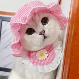 🌸 gato, gatinho, fofo, animal, animal de estimação, chapéu, margarida, babador telegram sticker