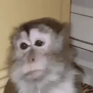 😢 Affe, Tier, Primaten, Säugetier, Wildtier, Zoo whatsapp sticker