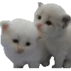🐱