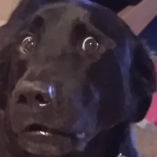 😒 Hund, Haustier, Tier, Schwarzer Hund, Labrador, Welpe telegram sticker