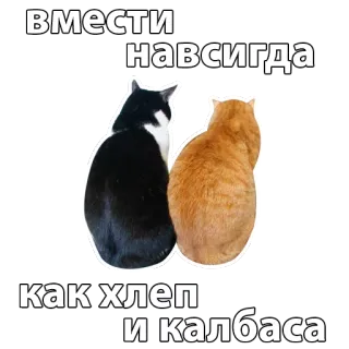 👫 вмести навсигда
как хлеп и колбаса cats, friendship, animals, text whatsapp sticker