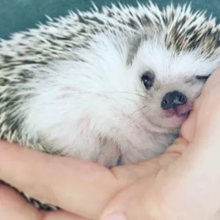 🦔 riccio, animale, carino, mammifero, animale domestico whatsapp sticker