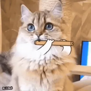 🥰 RJ天BRö mèo, rìu, hài hước, động vật, thú cưng, phim hoạt hình telegram sticker