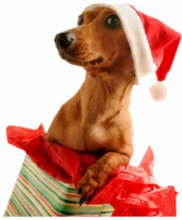 🎁 Hund, Weihnachten, Weihnachtsmann, Mütze, Geschenk, süß telegram sticker
